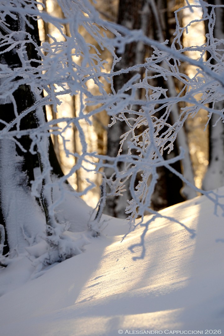 Inverno, Foreste Casentinesi: Inverno, Foreste Casentinesi