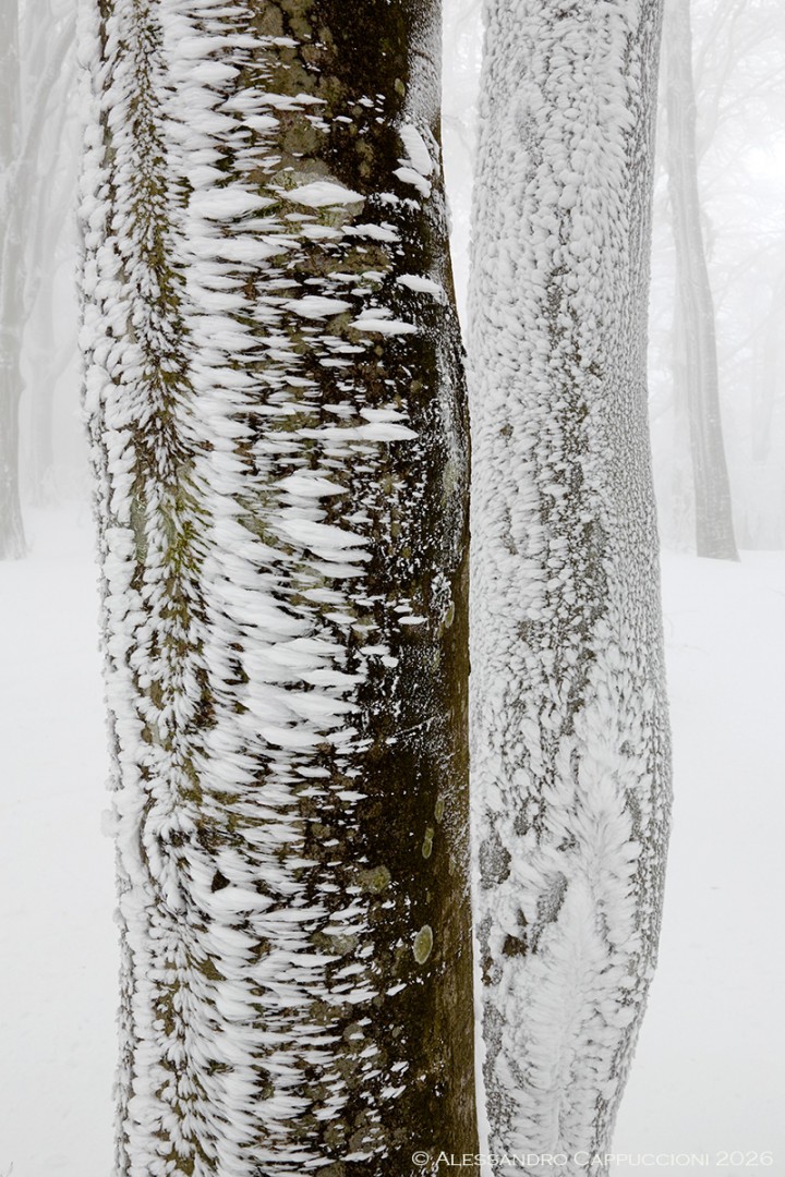 Inverno, Foreste Casentinesi: Inverno, Foreste Casentinesi