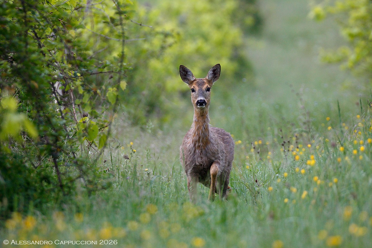 Capriolo, Capreolus capreolus: Capriolo, Capreolus capreolus