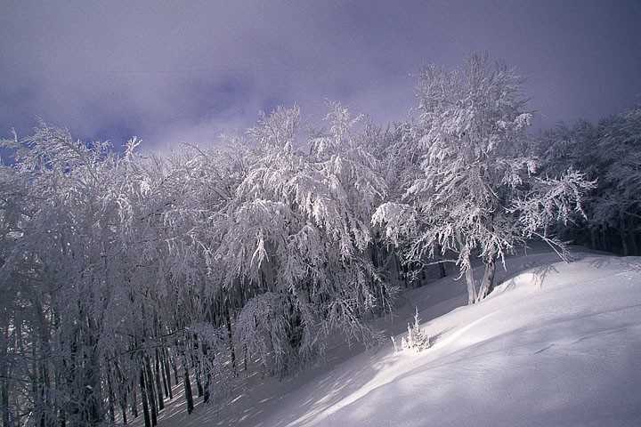 Faggeta in Inverno, P.N. Foreste Casentinesi: Faggeta in Inverno, P.N. Foreste Casentinesi