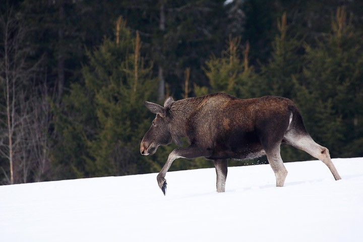 Alce (Alces alces) Norvegia: Alce (Alces alces) Norvegia