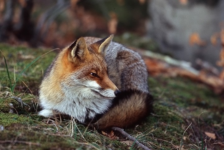Volpe (Vulpes vulpes) P.N. Foreste Casentinesi: Volpe (Vulpes vulpes) P.N. Foreste Casentinesi