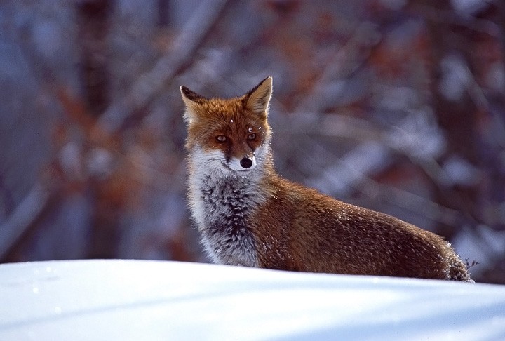 Volpe (Vulpes vulpes) P.N. Foreste Casentinesi: Volpe (Vulpes vulpes) P.N. Foreste Casentinesi
