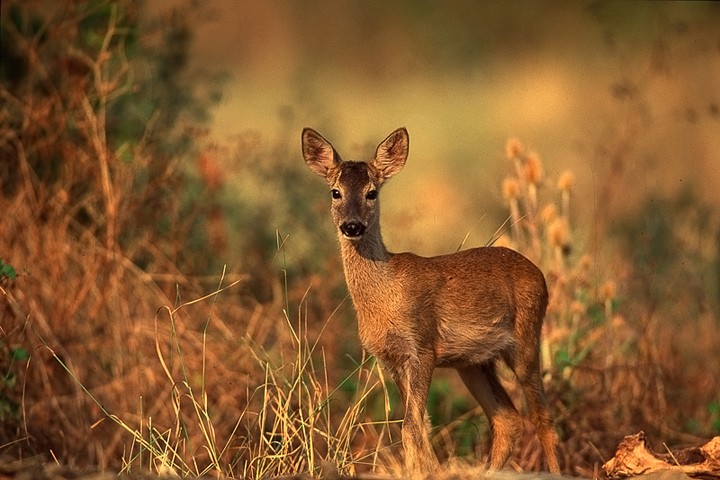 Capriolo (Capreolus capreolus) Toscana: Capriolo (Capreolus capreolus) Toscana