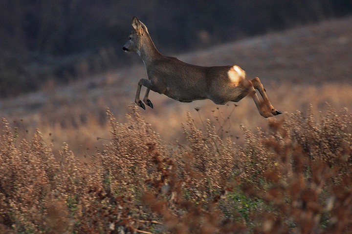 Capriolo (Capreolus capreolus) Toscana: Capriolo (Capreolus capreolus) Toscana