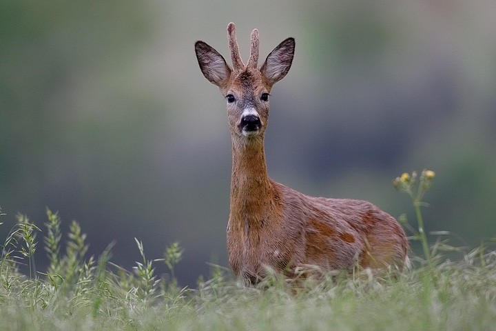 Capriolo (Capreolus capreolus) Toscana: Capriolo (Capreolus capreolus) Toscana