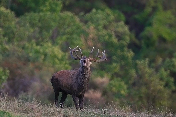 Cervo (Cervus elaphus) P.N. Foreste Casentinesi: Cervo (Cervus elaphus) P.N. Foreste Casentinesi