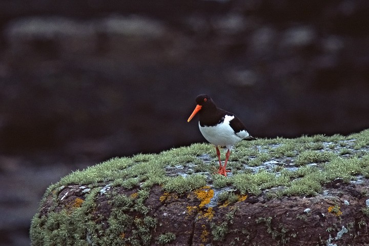Beccaccia di mare (haematopus ostralegus) Scozia: Beccaccia di mare (haematopus ostralegus) Scozia
