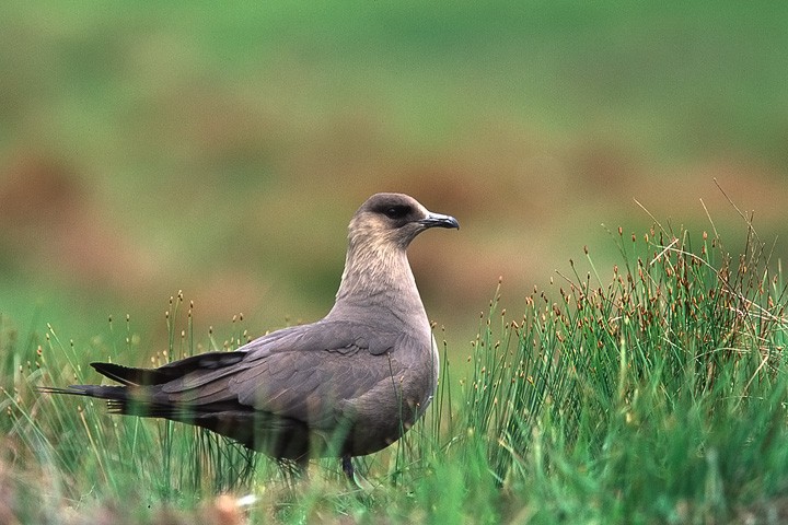 Labbo (Stercorarius parasiticus) Scozia: Labbo (Stercorarius parasiticus) Scozia