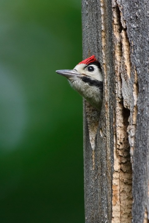 Picchio r. maggiore (Picoides major) P.N.F. Casentinesi: Picchio r.maggiore (Picoides major) P.N.F. Casentinesi
