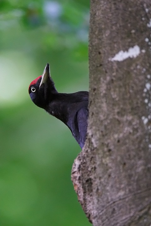 Picchio nero (Dryocopus martius) P.N.F. Casentinesi: Picchio nero (Dryocopus martius) P.N.F. Casentinesi