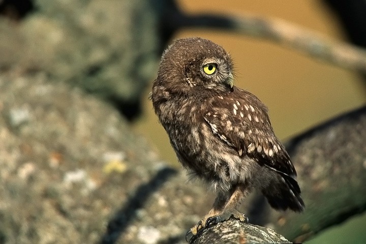 Civetta (Athene noctua) Toscana: Civetta (Athene noctua) Toscana