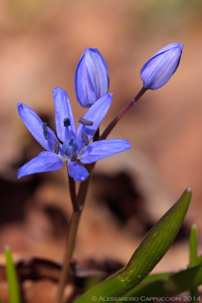 Scilla bifolia: Scilla bifolia