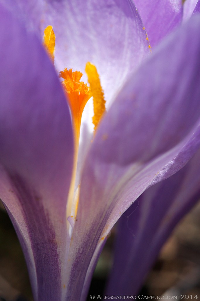 Crocus: Crocus