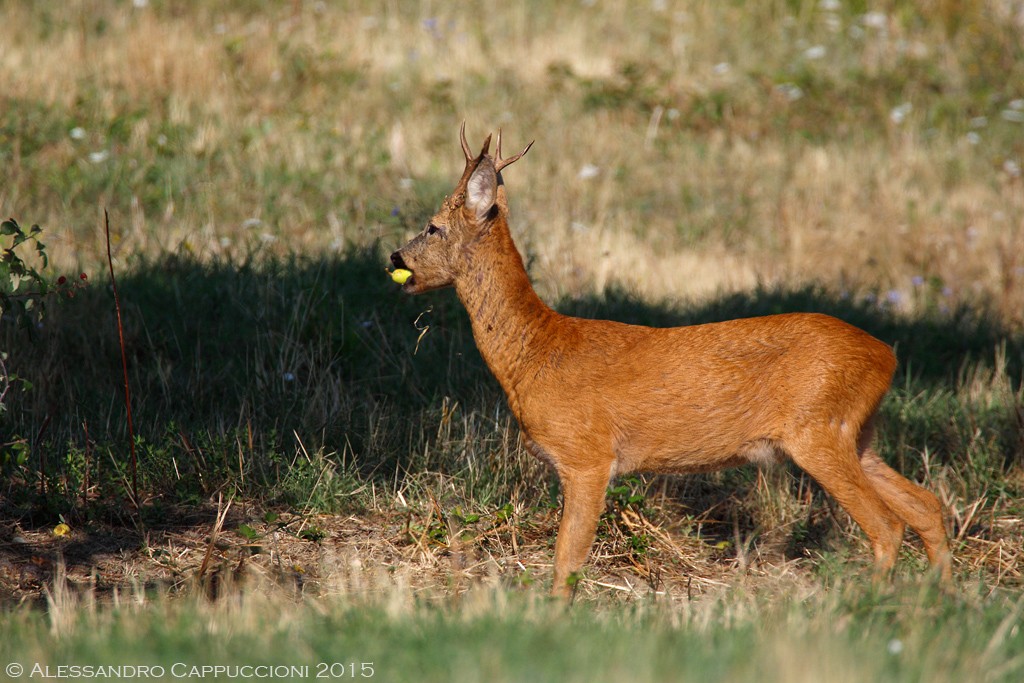 Il Capriolo e la pera: Il Capriolo e la pera