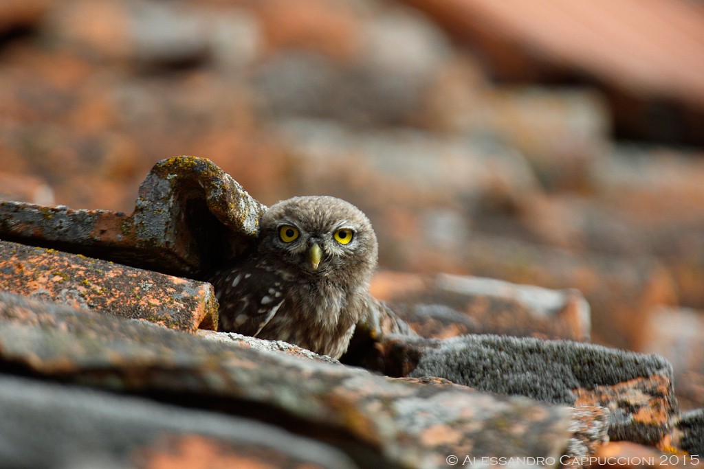 Civetta juv, Athene noctua: Civetta juv, Athene noctua