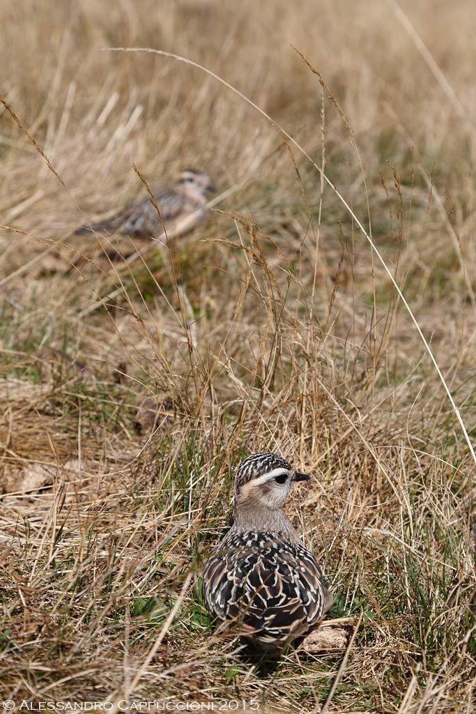 Piviere tortolino, Charadrius morinellus: Piviere tortolino, Charadrius morinellus