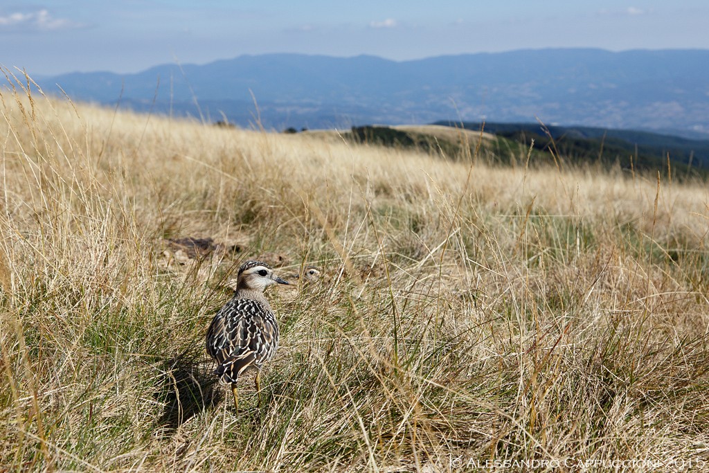 Piviere tortolino, Charadrius morinellus: Piviere tortolino, Charadrius morinellus