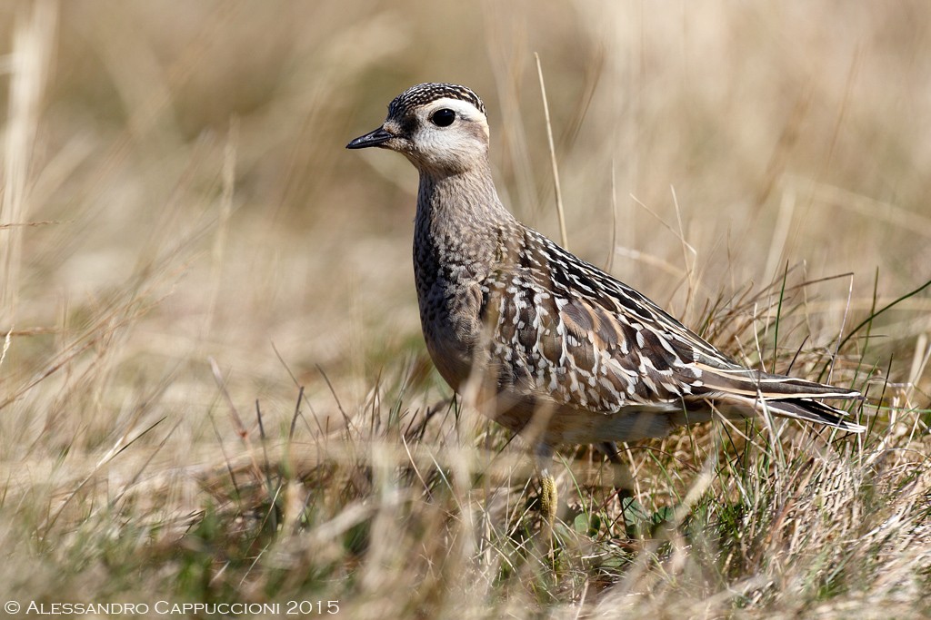 Piviere tortolino, Charadrius morinellus: Piviere tortolino, Charadrius morinellus