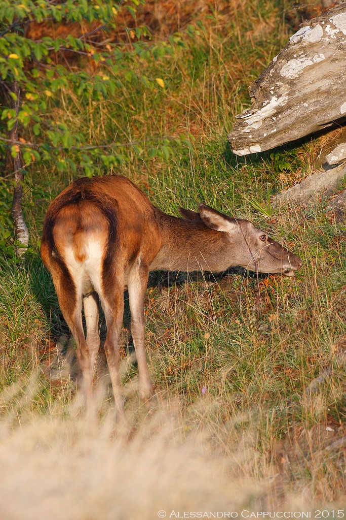 Cerva, Cervus elaphus: Cerva, Cervus elaphus