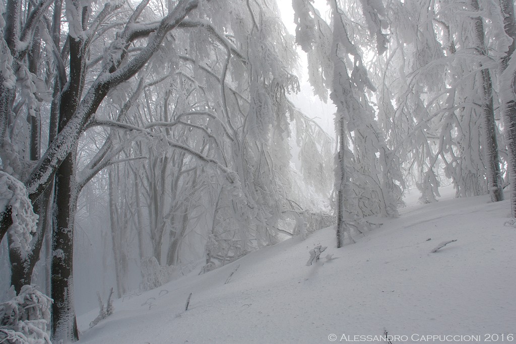 Inverno, Foreste Casentinesi: Inverno, Foreste Casentinesi