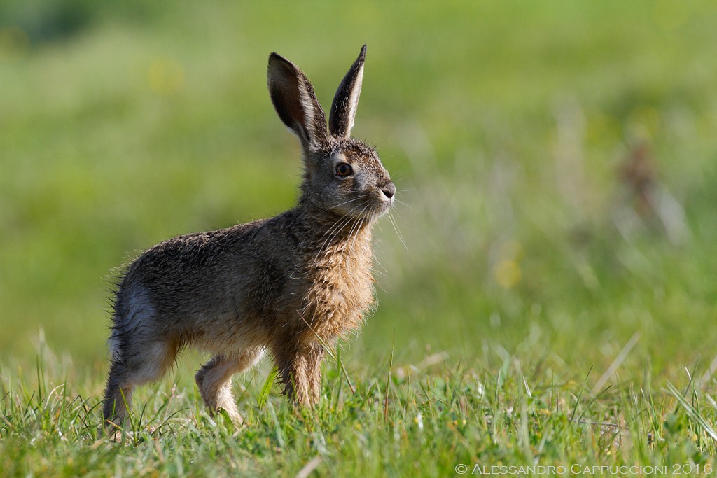 Lepre (Lepus europaeus): Lepre (Lepus europaeus)