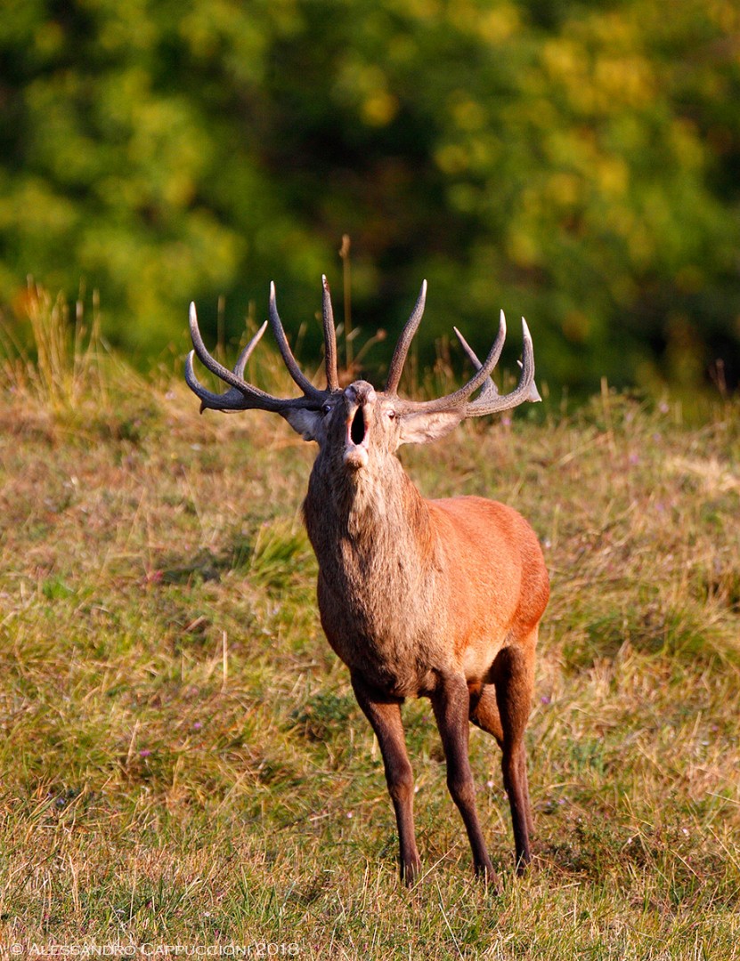 Cervo, Cervus elaphus: Cervo, Cervus elaphus