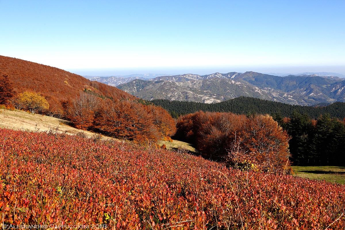 Autunno, Foreste Casentinesi: Autunno, Foreste Casentinesi