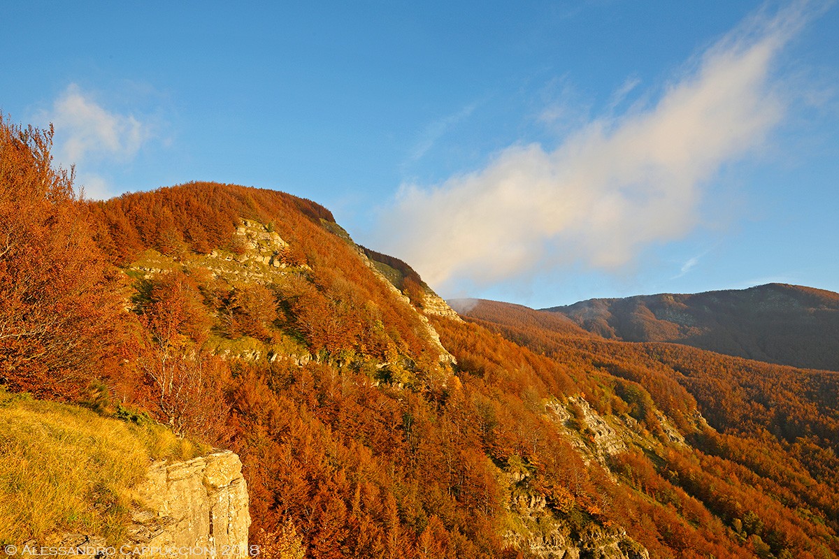 Autunno, Foreste Casentinesi: Autunno, Foreste Casentinesi