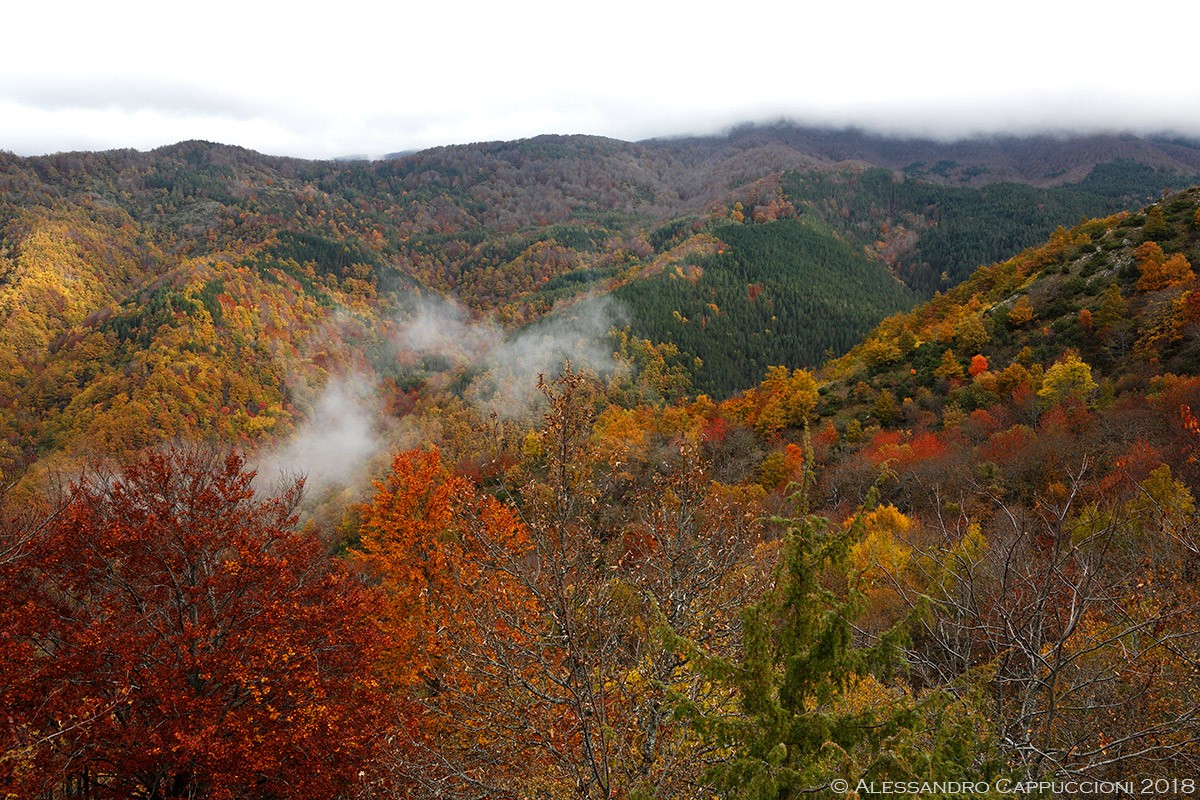 Autunno, Foreste Casentinesi: Autunno, Foreste Casentinesi