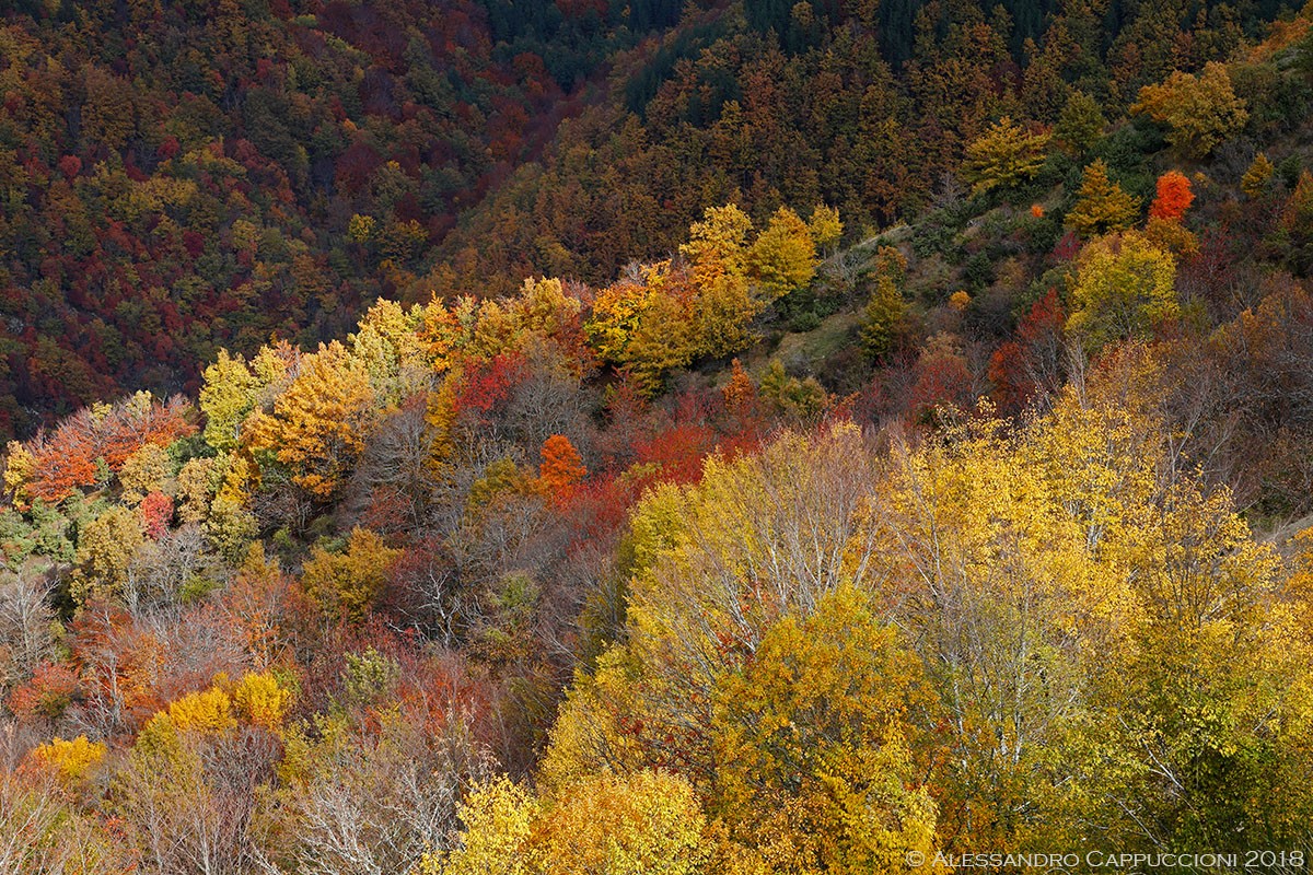 Autunno, Foreste Casentinesi: Autunno, Foreste Casentinesi