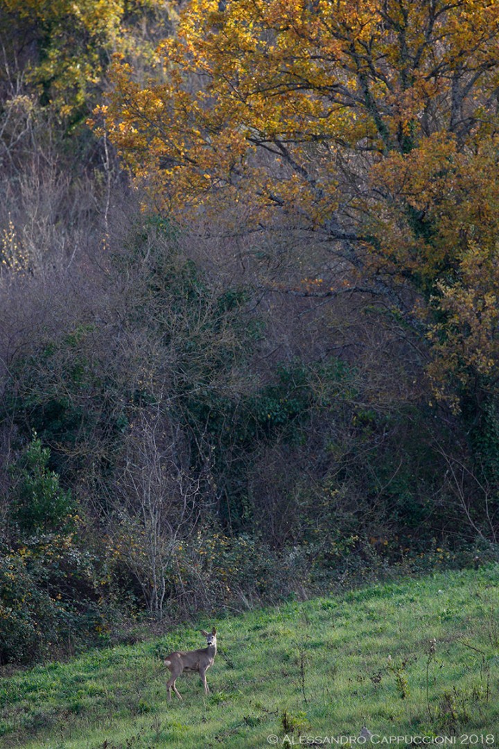 Capriolo, Capreolus capreolus: Capriolo, Capreolus capreolus