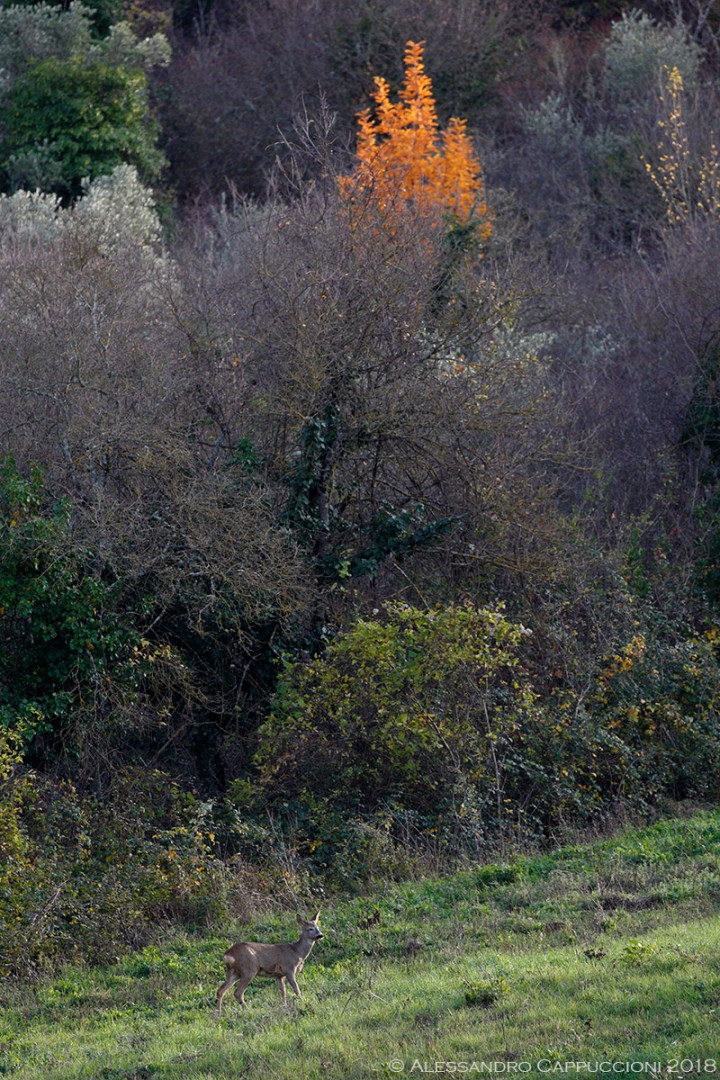 Capriolo, Capreolus capreolus: Capriolo, Capreolus capreolus