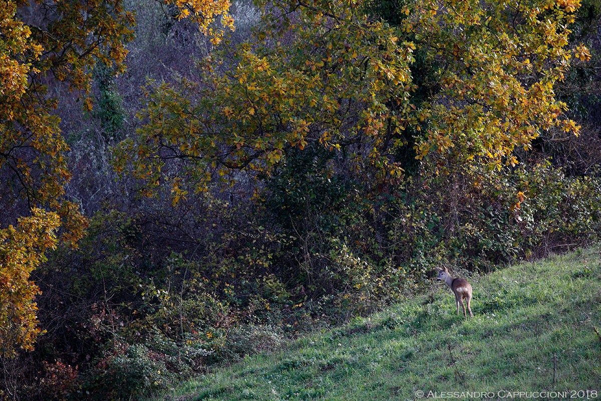 Capriolo, Capreolus capreolus: Capriolo, Capreolus capreolus