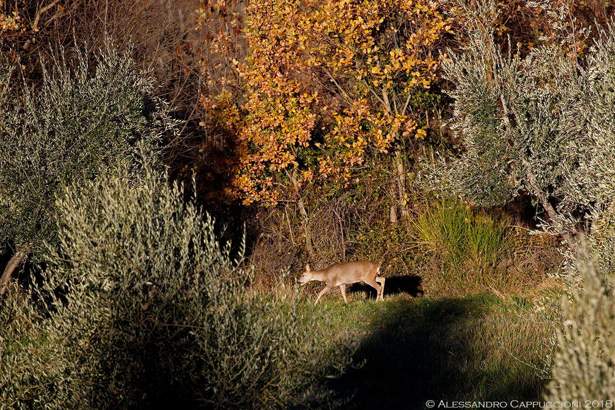 Capriolo, Capreolus capreolus: Capriolo, Capreolus capreolus