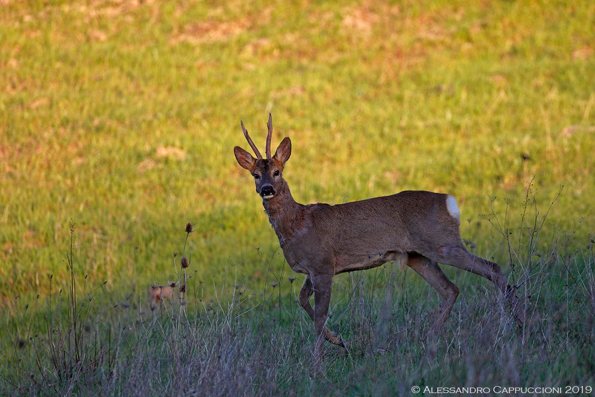 Capriolo, Capreolus capreolus: Capriolo, Capreolus capreolus