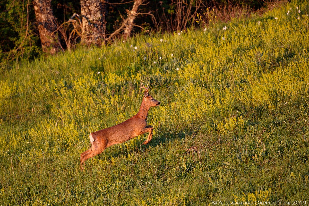 Capriolo, Capreolus capreolus: Capriolo, Capreolus capreolus