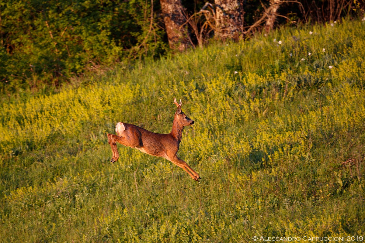 Capriolo, Capreolus capreolus: Capriolo, Capreolus capreolus
