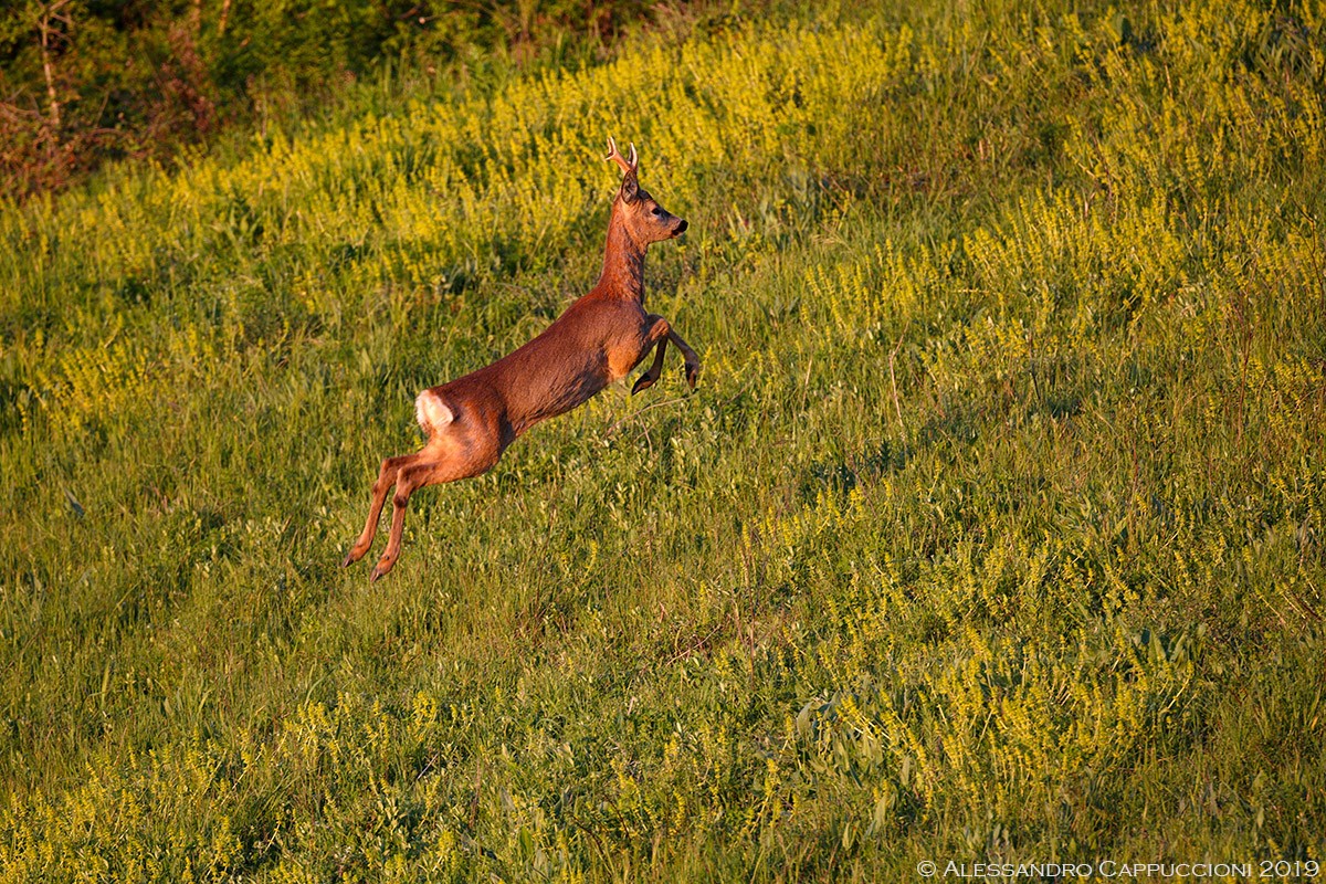 Capriolo, Capreolus capreolus: Capriolo, Capreolus capreolus