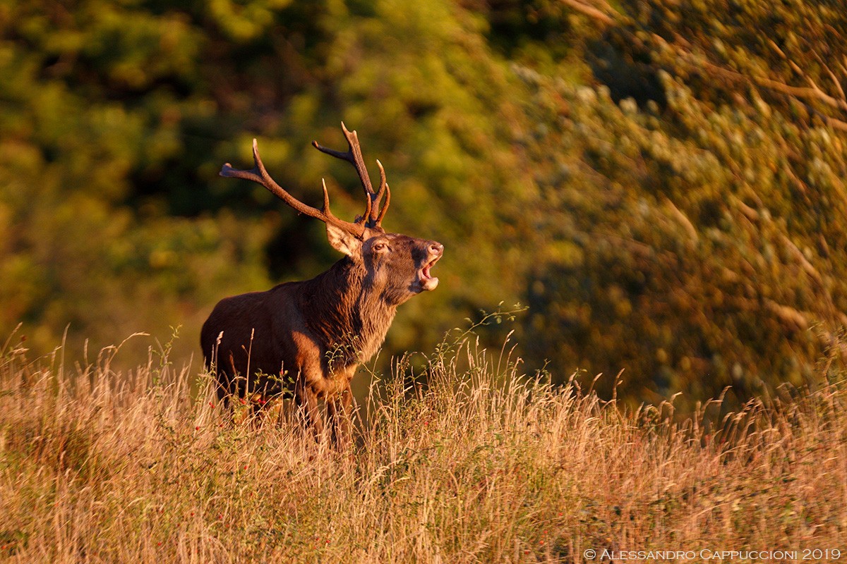 Cervo (Cervus elaphus): Cervo (Cervus elaphus)
