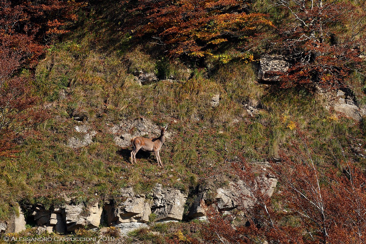 Cervo (Cervus elaphus): Cervo (Cervus elaphus)