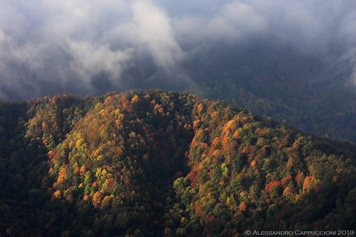 Autunno, Foreste Casentinesi: Autunno, Foreste Casentinesi