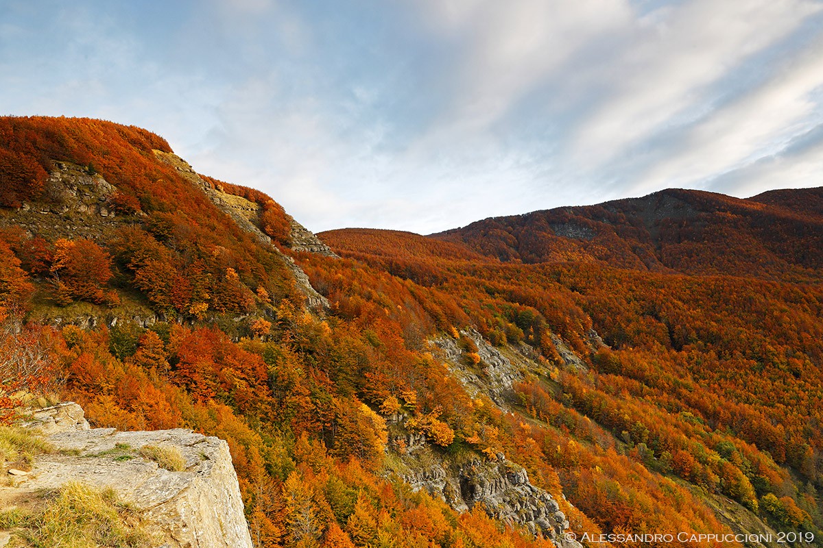 Autunno, Foreste Casentinesi: Autunno, Foreste Casentinesi