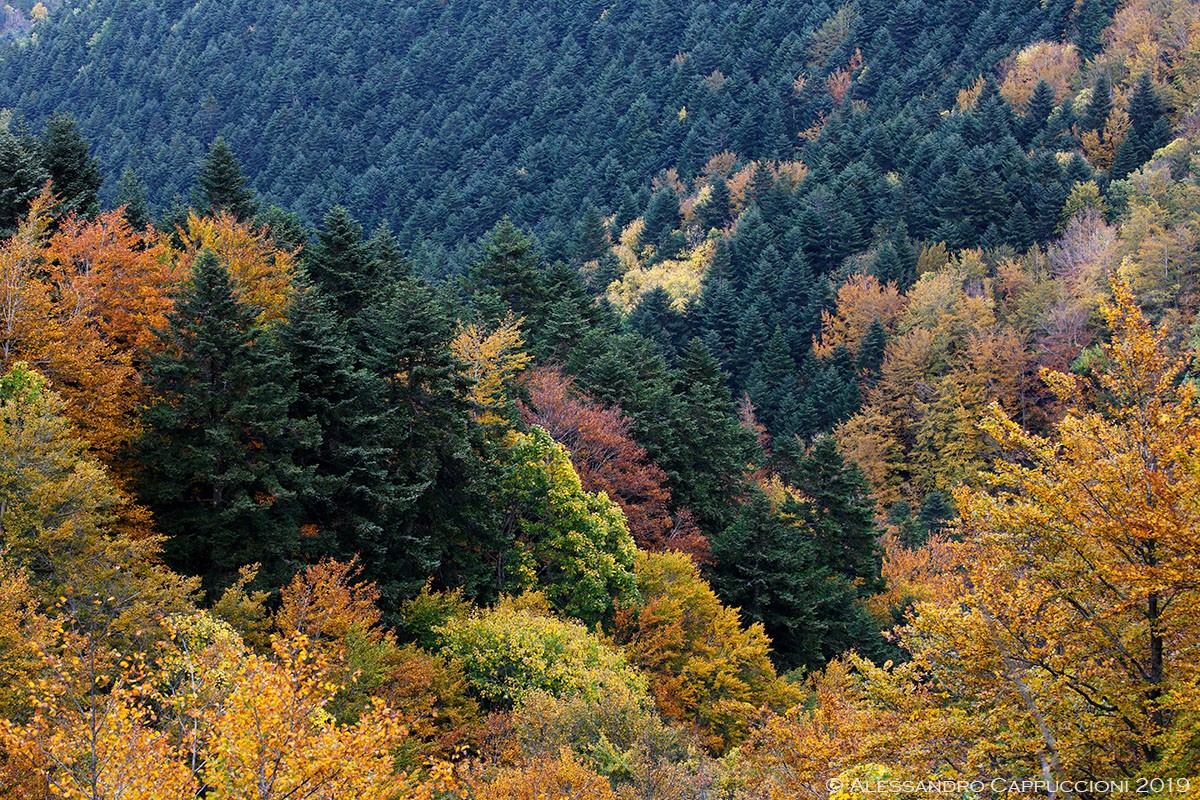 Autunno, Foreste Casentinesi: Autunno, Foreste Casentinesi