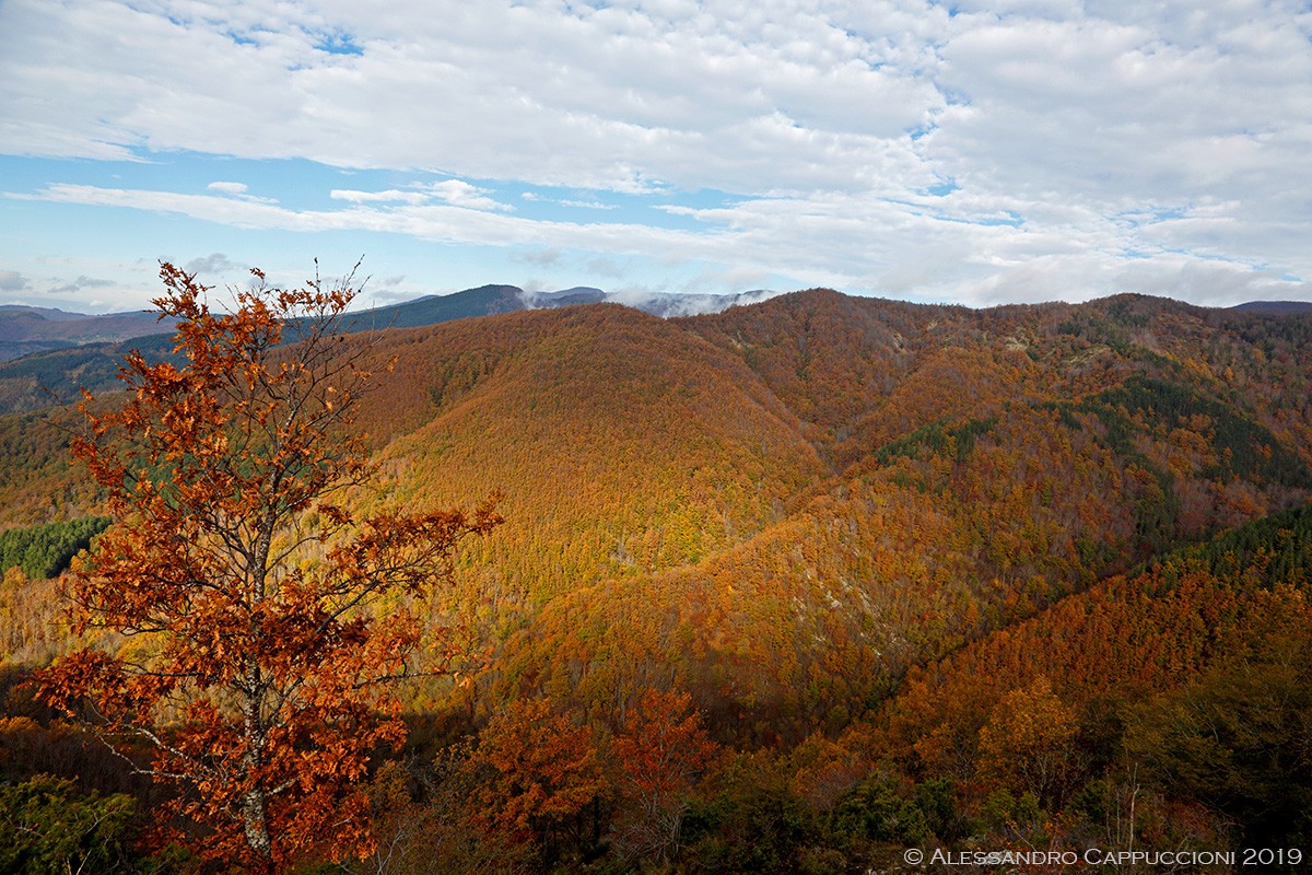 Autunno, Foreste Casentinesi: Autunno, Foreste Casentinesi