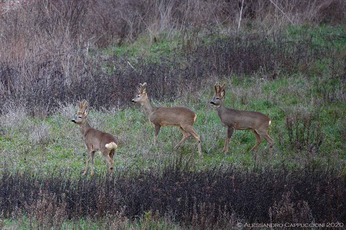Capriolo, Capreolus capreolus: Capriolo, Capreolus capreolus