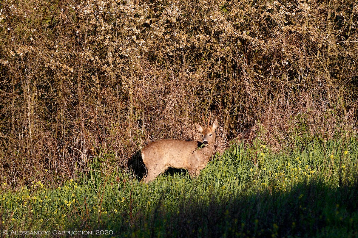 Capriolo, Capreolus capreolus: Capriolo, Capreolus capreolus