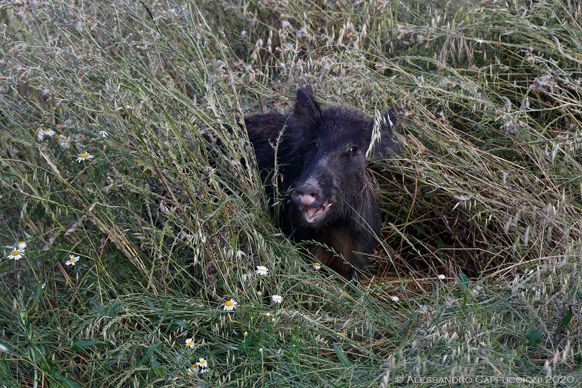 Cinghiale, Sus scrofa: Cinghiale, Sus scrofa