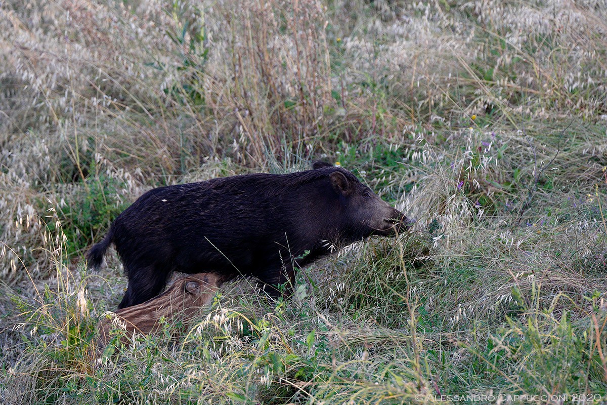 Cinghiale, Sus scrofa: Cinghiale, Sus scrofa
