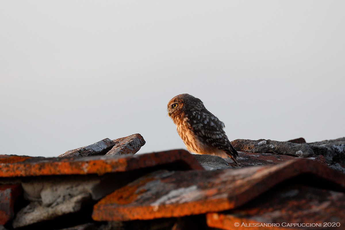 Civetta, Athene noctua: Civetta, Athene noctua